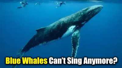 whales